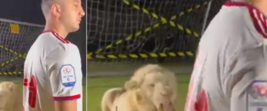 Κώστας Μανωλάς: Ο τρόμος του στον βρυχηθμό λιονταριού στη φωτογράφηση με τη Σαρζά - Δείτε βίντεο